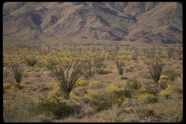 050048 Ocotillo And Desert Flowers In Bloom A4 Photo Print