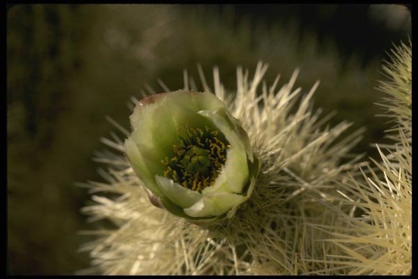 050049 Jumping Cholla Cactus A4 Photo Print