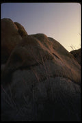 050050 Catclaw Acacia And Boulder A4 Photo Print