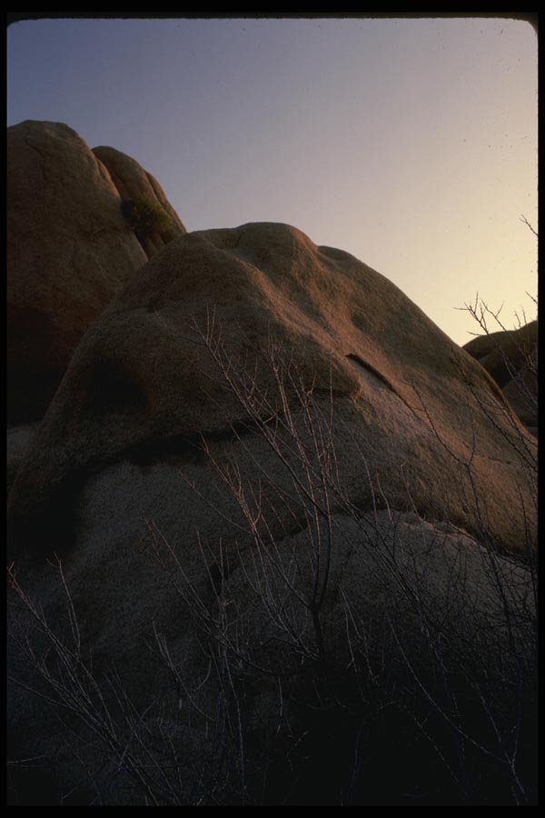 050050 Catclaw Acacia And Boulder A4 Photo Print