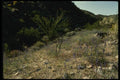 050052 Hillside Joshua Tree National Monument A4 Photo Print
