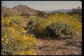 050053 Brittle Bush Joshua Tree National Monument A4 Photo Print