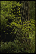 050054 Redwood And Rhododendron, Prairie Creek A4 Photo Print