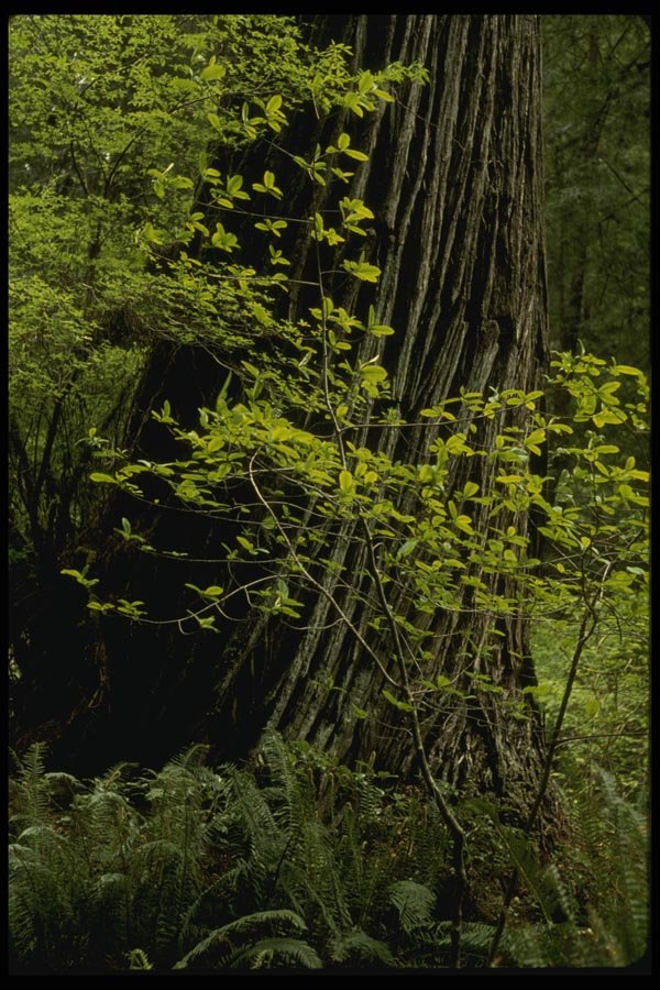 050054 Redwood And Rhododendron, Prairie Creek A4 Photo Print
