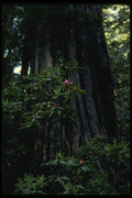 050055 Redwood And Rhododendron, Prairie Creek A4 Photo Print