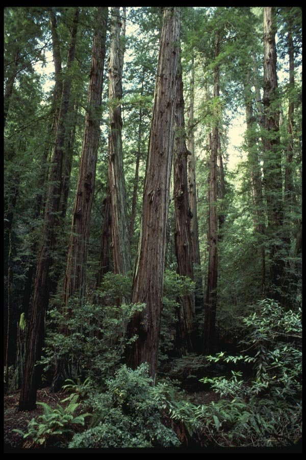 050058 Redwoods Muir Woods National Monument A4 Photo Print