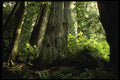 050059 Redwood Forest, Prairie Creek A4 Photo Print