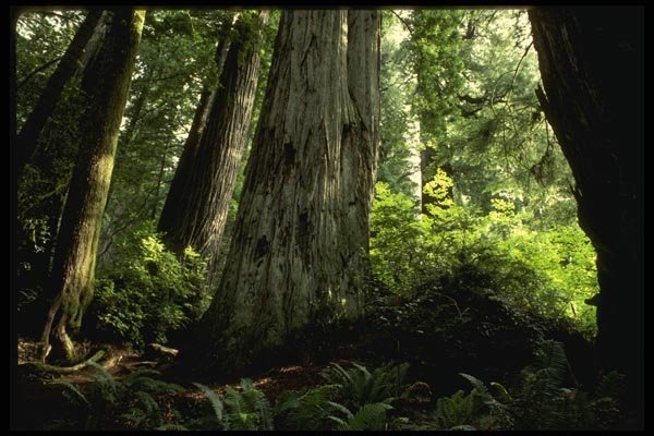 050059 Redwood Forest, Prairie Creek A4 Photo Print