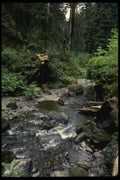 050060 Lost Man Creek Redwood National Park A4 Photo Print