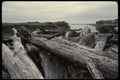 050061 Driftwood On Beach A4 Photo Print