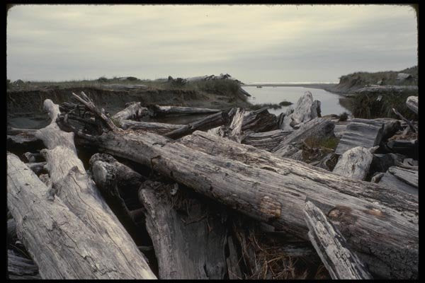 050061 Driftwood On Beach A4 Photo Print