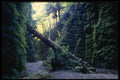 050062 Fern Canyon, Prairie Creek A4 Photo Print