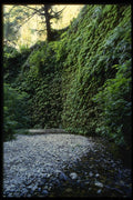 050063 Fern Canyon, Prairie Creek A4 Photo Print
