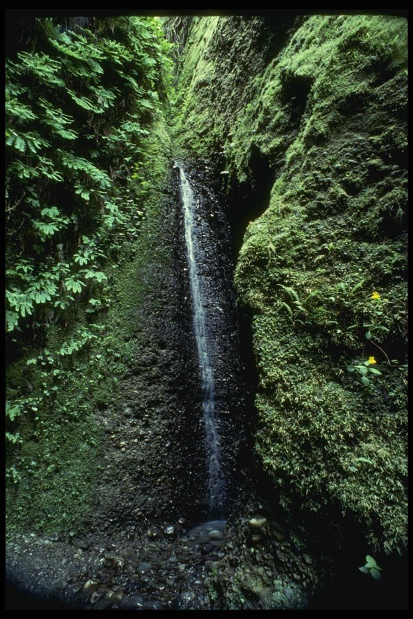 050064 Falls, Fern Canyon, Prairie Creek A4 Photo Print