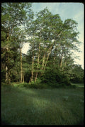 050066 Alders, Prairie Creek A4 Photo Print