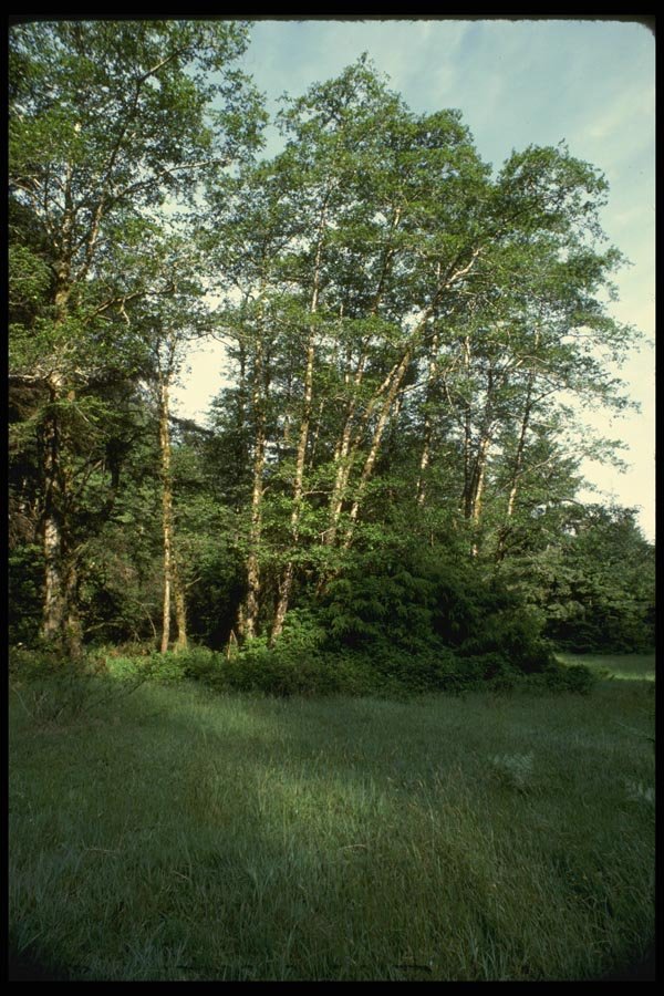 050066 Alders, Prairie Creek A4 Photo Print