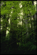 050067 Prairie Creek A4 Photo Print