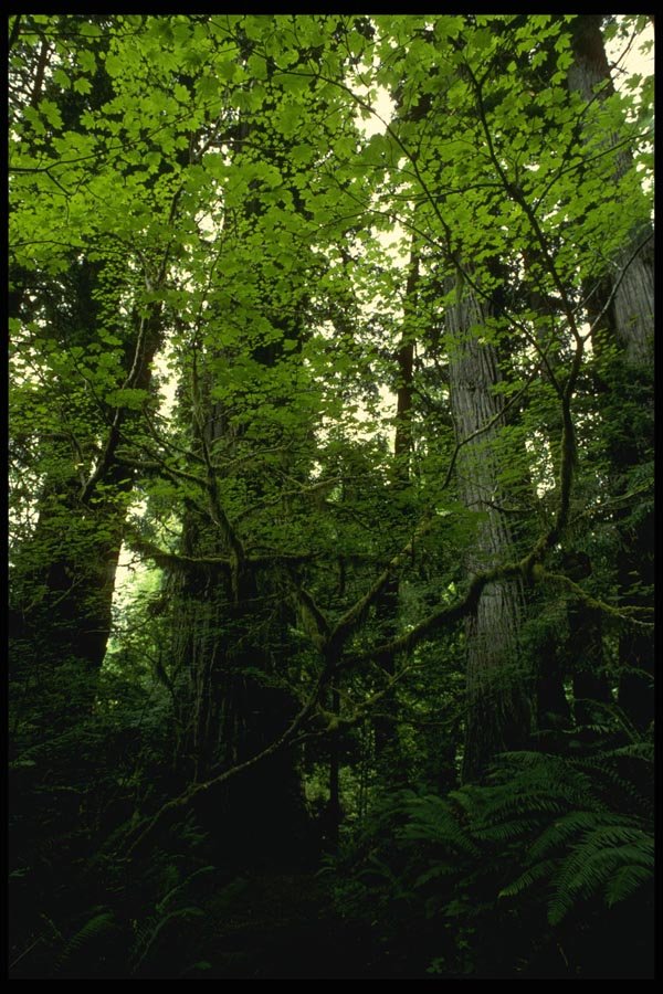 050067 Prairie Creek A4 Photo Print