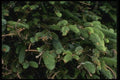 050068 Budding Sitka Spruce A4 Photo Print