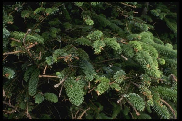 050068 Budding Sitka Spruce A4 Photo Print