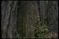 050069 Bark Of Ancient Redwood Trees A4 Photo Print
