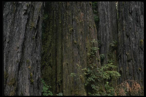 050069 Bark Of Ancient Redwood Trees A4 Photo Print