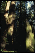050071 Redwood Forest A4 Photo Print