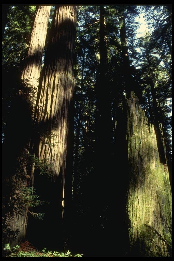 050071 Redwood Forest A4 Photo Print