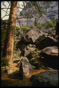 050083 Pines And Glacial Debris, Yosemite Valley A4 Photo Print