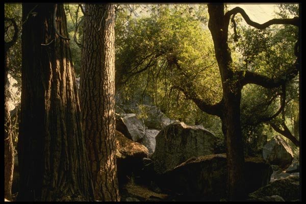 050088 Cedar, Pine, And Oak Trees, Yosemite Valley A4 Photo Print
