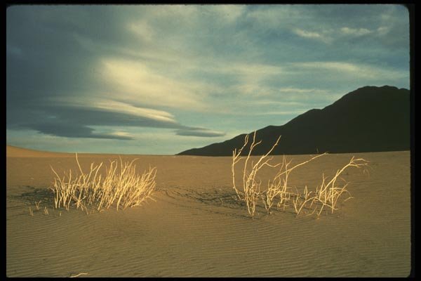 050092 Dunes And Twigs A4 Photo Print