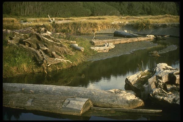 050094 Logs In Creek, Gold Bluffs Beach A4 Photo Print