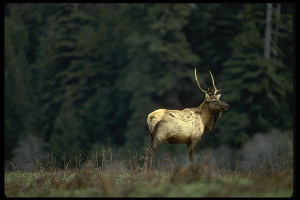 050098 Roosevelt Bull Elk, Prairie Creek A4 Photo Print
