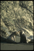 050099 California Sea Lions A4 Photo Print