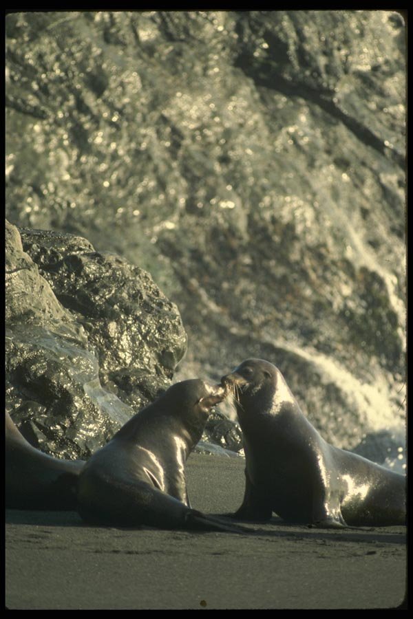 050099 California Sea Lions A4 Photo Print