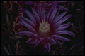 051000 Matucana Aurantiaca A4 Photo Print