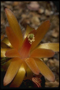 051001 Yellow And Orange Flower A4 Photo Print