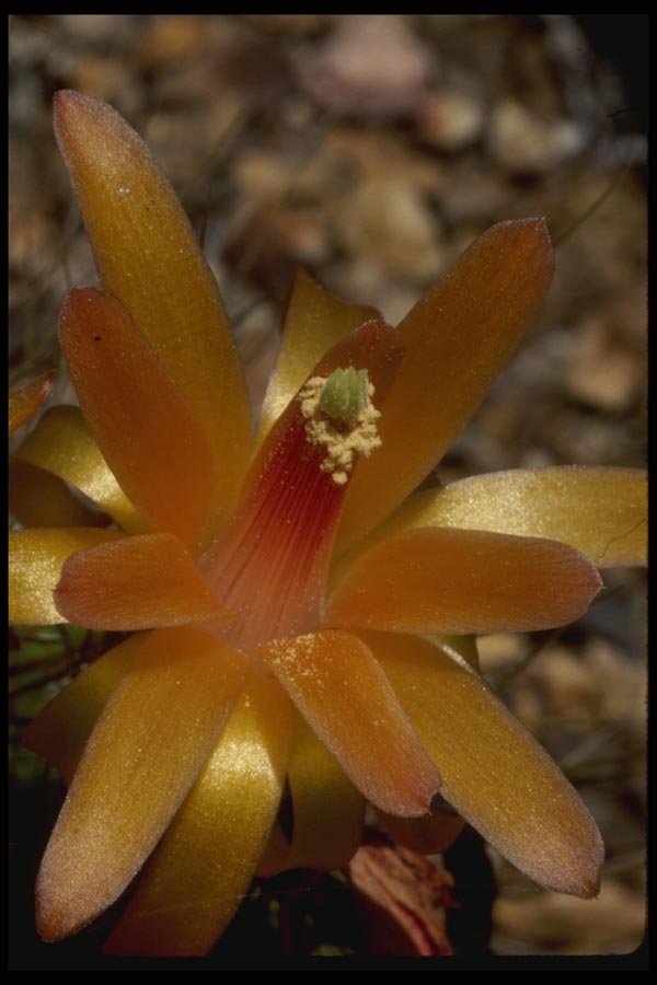 051001 Yellow And Orange Flower A4 Photo Print