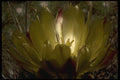 051002 Lemon Yellow Flower A4 Photo Print