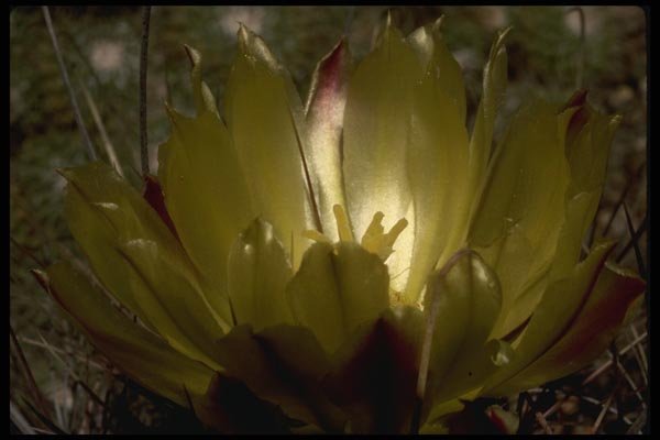 051002 Lemon Yellow Flower A4 Photo Print