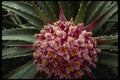 051003 Puya Sp. A4 Photo Print