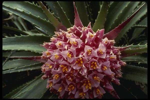 051003 Puya Sp. A4 Photo Print