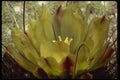 051004 Lemon Yellow Flower A4 Photo Print