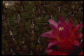 051005 Weingartia Sp. A4 Photo Print