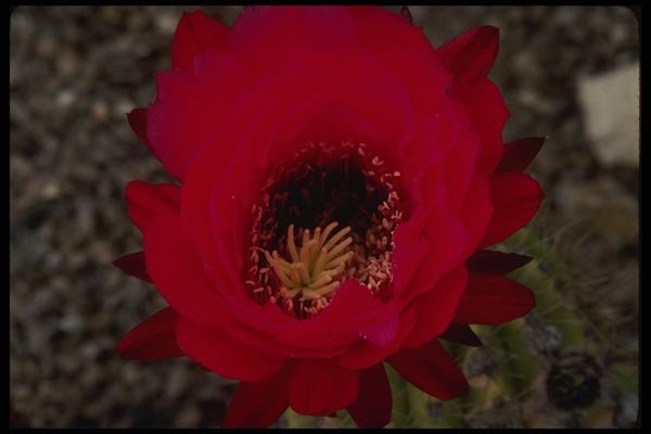 051006 Trichocereus Huascha Var. Rubiflorus A4 Photo Print