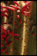 051007 Lobivia Sp. A4 Photo Print