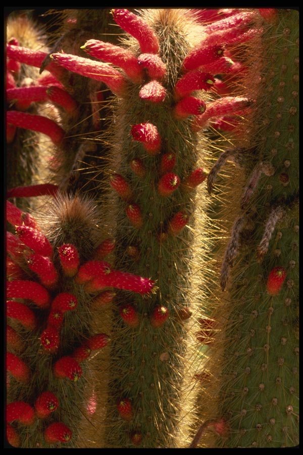 051007 Lobivia Sp. A4 Photo Print