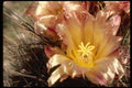 051008 Yellow And Pink Flower A4 Photo Print