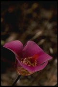 051009 Mariposa Lily A4 Photo Print