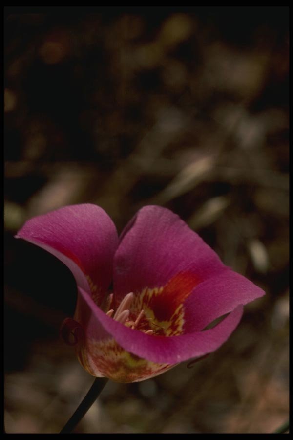 051009 Mariposa Lily A4 Photo Print